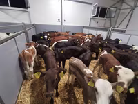 Cow, Cattle — photo 6