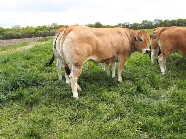 Vaca, Raza de vaca