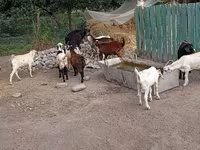Țap, Pomellata goat — foto 5