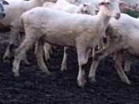 Oaie, Tsigai sheep — foto 2