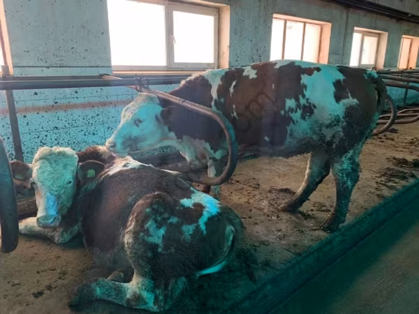 母牛, Simmental cattle