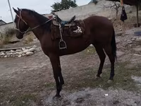 Aygʻir, Thoroughbred horse — 2-rasm