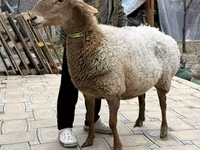 Oveja, Awassi sheep — foto 4