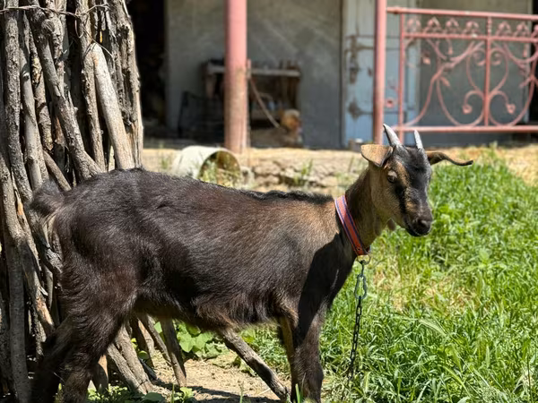 Capră, Nubian Goat
