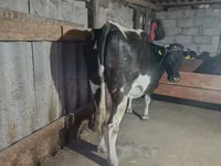 Vaca, Raça Holstein — foto 2