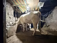 Kuh, Ukrainian Brown Dairy Cattle — Foto 4