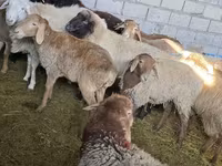 Oaie, Tian-Shan semifinewool sheep — foto 6