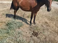 Égua, Cavalos — foto 2