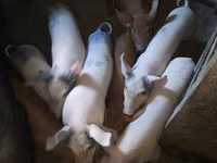 Boar, Pigs — photo 1