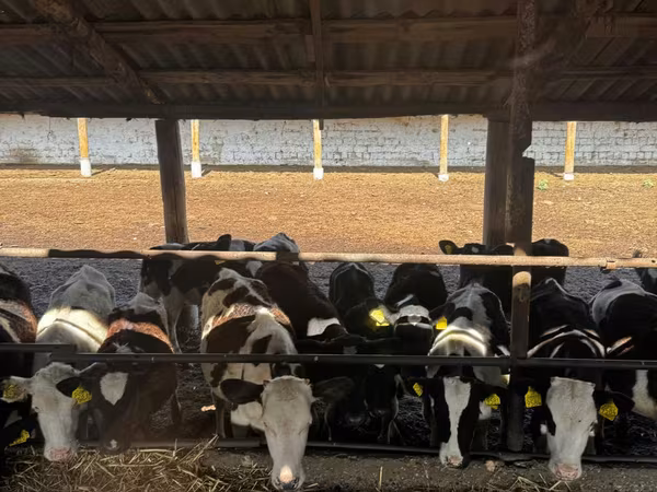 Vacă, Bovine — Republica Moldova