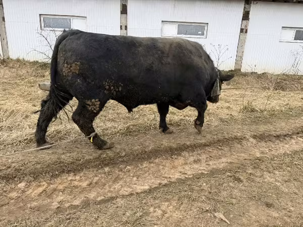 Buqa, Aberdin – Angus