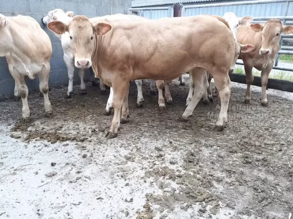 Vaca, Raza de vaca