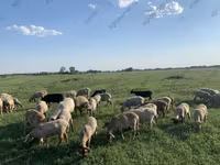 Ram, Edilbay sheep — photo 8