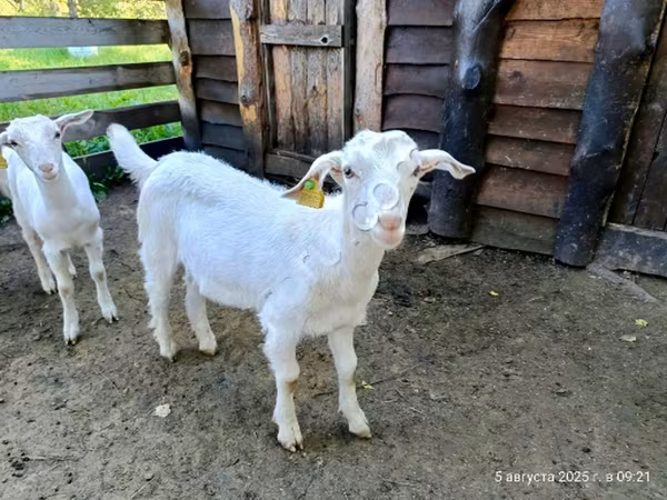 Ziegenbock, Saanen goat