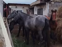 Cal, Horse breed — foto 2