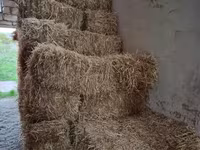 Paie de grâu — foto 3