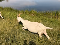 عنزة, LaMancha goats — الصورة 3