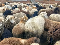 كبش, Dorset horn sheep — الصورة 8