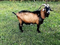 公山羊, Czech Brown Shorthaired goats — 照片 1