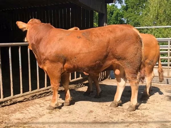 Toro, Vaca Limousin
