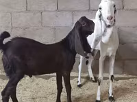 Cabra, Kamori goats — foto 3