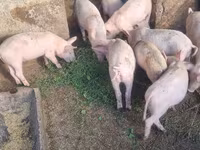 Eber, Schweine — Foto 1