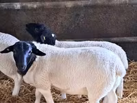 Berbec, Dorper sheep — foto 1