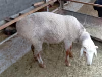Bélier, Hissar sheep — photo 3