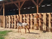 Widder, Edilbay sheep — Foto 1