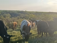 Cow, Cattle — photo 2