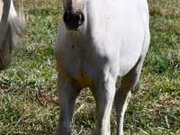 Madyan, Quarter Horse — foto 2
