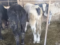 Bou, Belgian Blue — foto 4