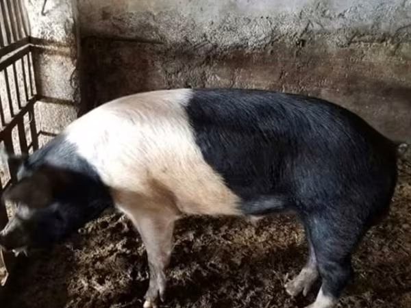 Boar, Белорусская чёрно-пёстрая