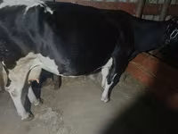 Vaca, Raça Holstein — foto 4