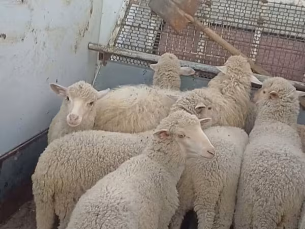 نعجة, Merino sheep