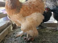 براهما — الصورة 8
