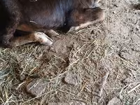 Vache, Race Alatauskaya — photo 2