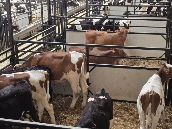 Bou, Bovine