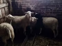 Bélier, Katum sheep — photo 2