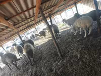 母羊, Sheep — 照片 2