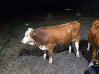 Bull, Swiss cattle — photo 1