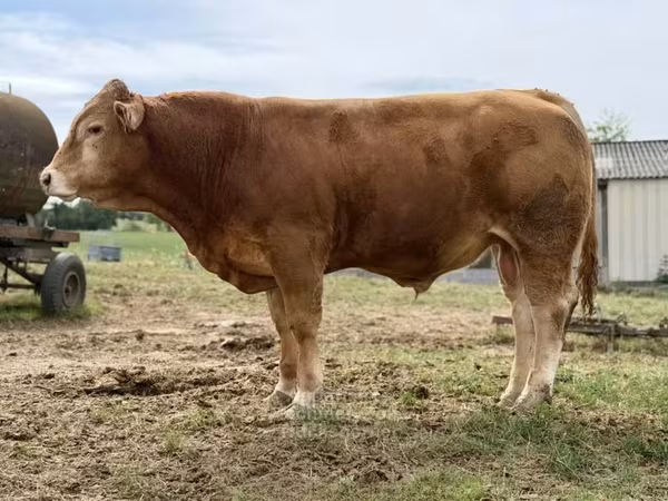 Taureau, Vache limousine