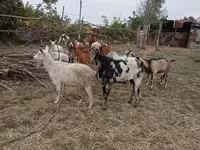 تيس, Nubian Goat — الصورة 4