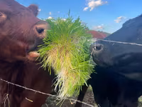 Furaj verde proaspăt pentru animale, în fiecare zi a anului — фото 1