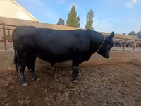 Bou, Aberdeen-Angus — foto 3