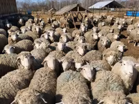 Widder, Kuibyshev sheep — Foto 4