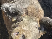 Vind porc mangaliță — 照片 3