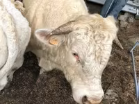 Vache, Aubrac cattle — photo 3