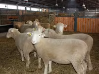 كبش, Dorset horn sheep — الصورة 2