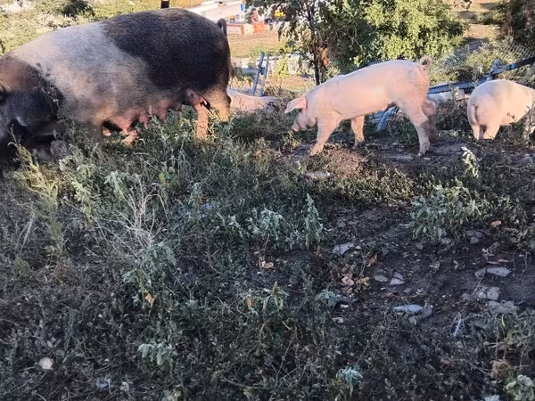 Vier, Porci — Republica Moldova
